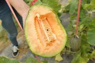 吃瓜吃瓜我们爱吃瓜,揭秘我们为何爱吃瓜的奥秘