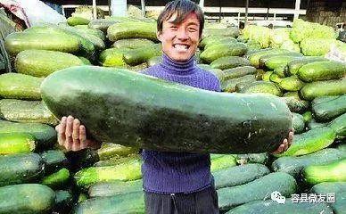 吃瓜吃瓜我们爱吃瓜,揭秘我们为何爱吃瓜的奥秘