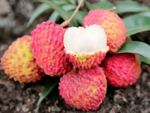 裂口瓜可以吃吗,能否放心食用，揭秘裂口瓜的安全性