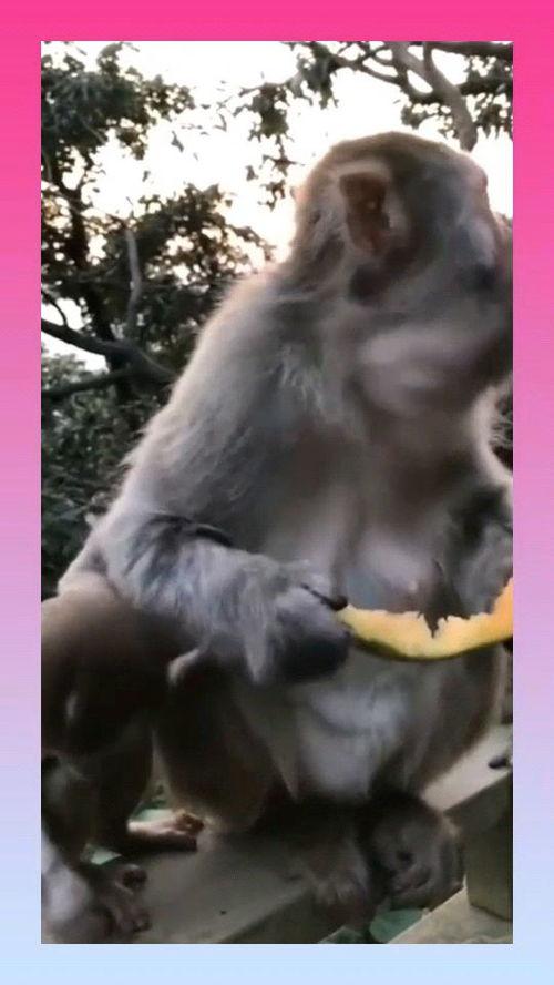 猴 吃瓜,揭秘猴子的夏日美食偏好