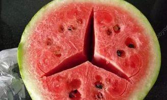 鹿羽吃瓜粉色的