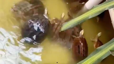 鱼哥吃瓜,揭秘娱乐圈那些不为人知的幕后故事