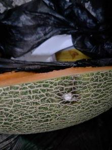 吃波斯蜜瓜,夏日里的甜蜜诱惑