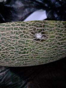 吃波斯蜜瓜,夏日里的甜蜜诱惑