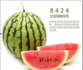 天天吃瓜中国,揭秘中国网络舆论场的风云变幻