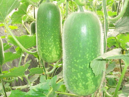 广富吃瓜,揭秘娱乐圈幕后故事