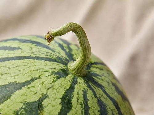 青绿吃瓜完结,一场舌尖上的奇幻之旅