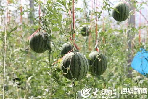 汾阳头条吃瓜视频曝光,吃瓜视频曝光背后的惊人真相