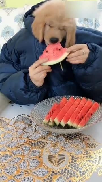 吃瓜双簧,一场舌尖上的视觉盛宴