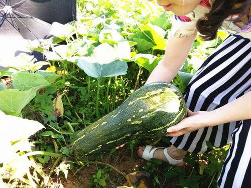跟着神农有瓜吃,探寻瓜果之源，跟随神农的脚步品味自然之味