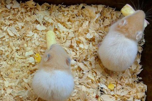 瓠瓜仓鼠可以吃