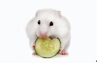 瓠瓜仓鼠可以吃