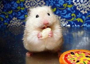 瓠瓜仓鼠可以吃