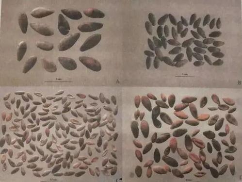 穿越古代吃瓜文,古代宫廷秘闻大揭秘