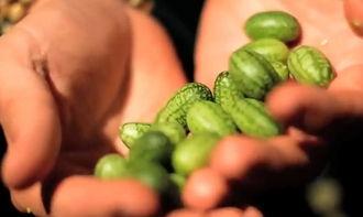 在树上吃瓜图片,夏日悠闲的树顶时光