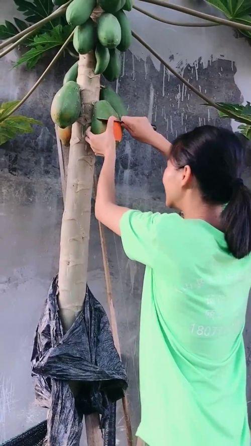在树上吃瓜图片,夏日悠闲的树顶时光