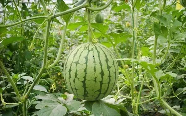 夏天晚上围坐吃瓜,围坐共度清凉时光