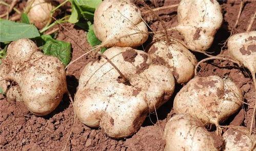 吃生土瓜,探寻土瓜生食的独特魅力与营养秘密