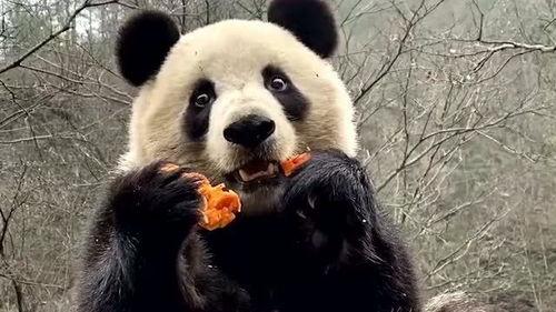 吃瓜直播间熊猫