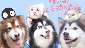 zy爹咪吃瓜,一场娱乐圈的全民狂欢