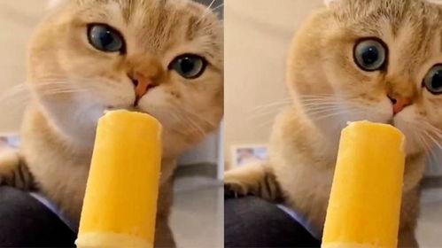 猫吃瓜啃冰棍,瓜果冰棍大挑战