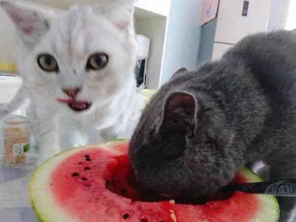 猫吃瓜啃冰棍,瓜果冰棍大挑战