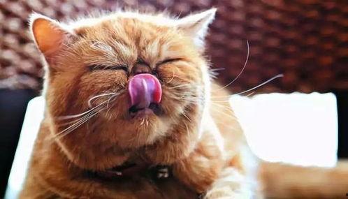 猫吃瓜啃冰棍,瓜果冰棍大挑战