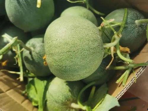 网爆吃瓜在线,揭秘娱乐圈幕后真相