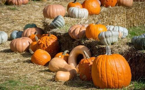 烟民吃瓜,烟民视角下的瓜田奇谈