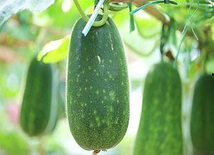 3月瓜怎么吃,3月瓜果的多样食用指南