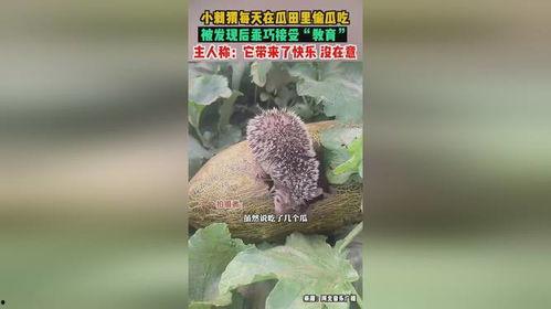 偷瓜吃的刺猬,一场意外的田园趣事