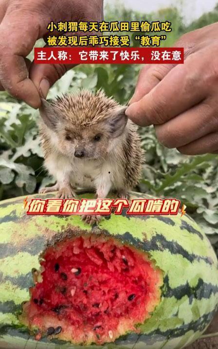 偷瓜吃的刺猬,一场意外的田园趣事