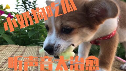 小狗可以吃瓜嘛,瓜类水果，狗狗可以吃吗？