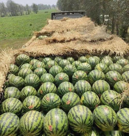 穿越吃瓜地,揭秘古代宫廷的神秘瓜果