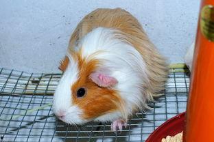 豚鼠吃竹瓜吗,竹瓜成为新宠？