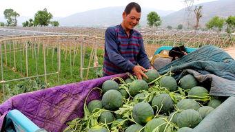 巴比亚吃瓜群众,揭秘网络时代的围观文化