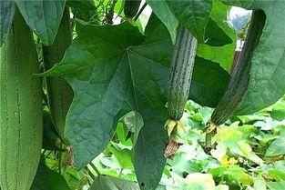 水瓜根汁怎样吃,健康养生新选择