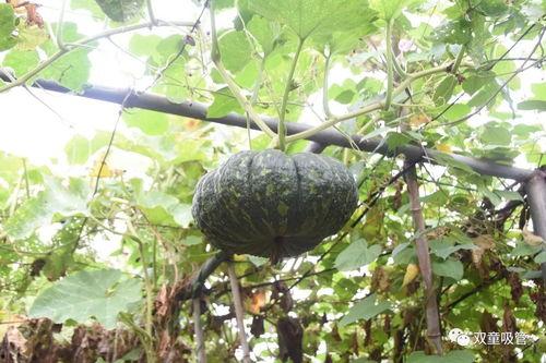 吃瓜的灯,揭秘“吃瓜群众”背后的灯谜世界