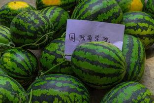 湖南吃瓜学院,揭秘湘菜背后的趣味与智慧