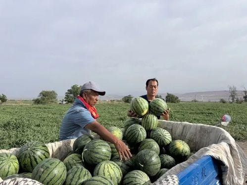 大同师范吃瓜,吃瓜群众揭秘校园热点事件
