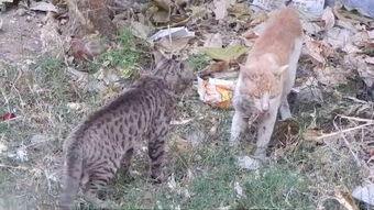 小野猫.com带你吃瓜,揭秘娱乐圈幕后故事