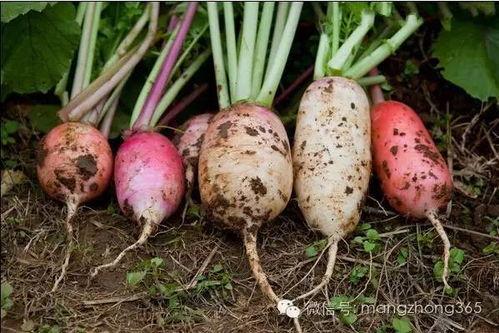 闲吃萝卜淡吃瓜,品味生活的小确幸