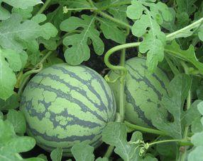 瓜薯怀孕可以吃吗,瓜薯类食物的适量食用与禁忌