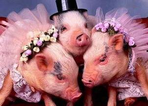 喂猪吃瓜特效图片,喂猪吃瓜特效图片背后的温馨故事