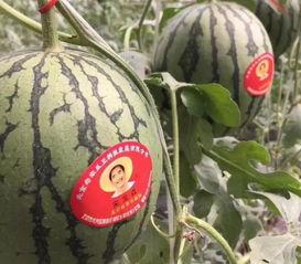 书香名门吃瓜事件