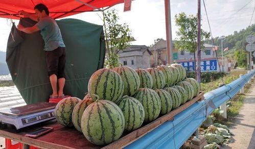 书香名门吃瓜事件