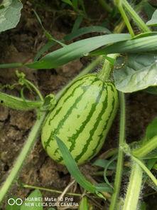 吃的绿色的瓜,探寻夏日清新美食之旅